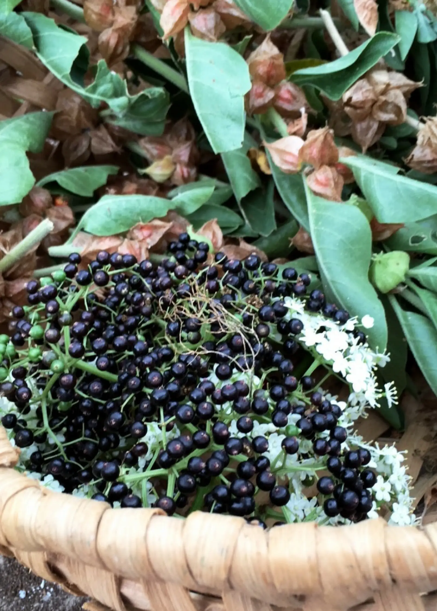 Florida elderberry plant Sambucus canadensis with dark berries and green leaves in a basket on Tampa Home & Garden Store
