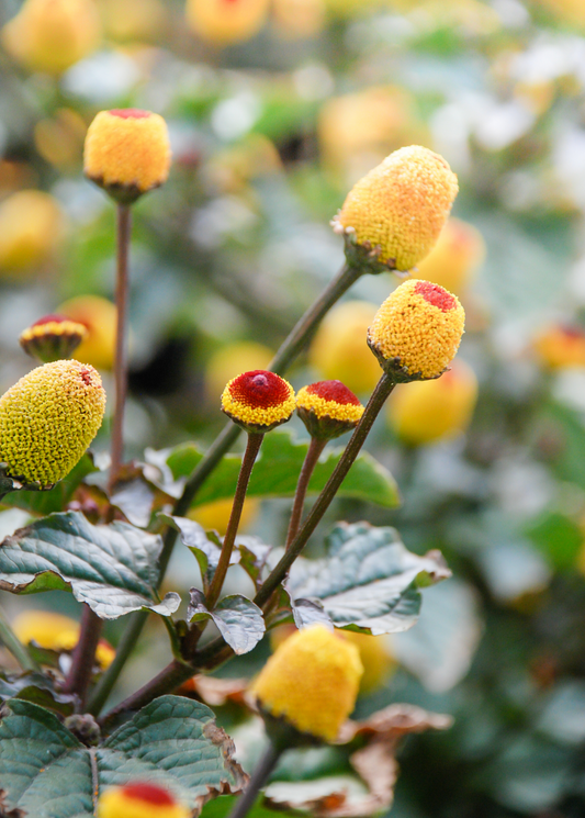 Electric Daisy Toothache Plant (Spilanthes acmella) - Tampa Home & Garden Store
