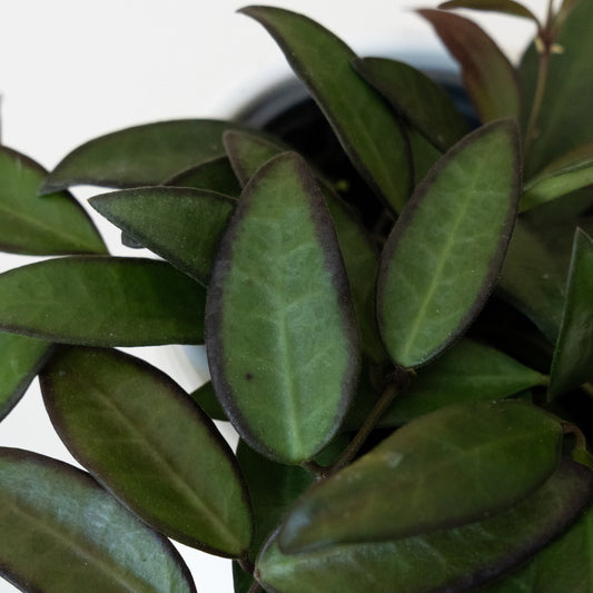 Endless Cascades® Adrift™ - Tampa Home & Garden Store