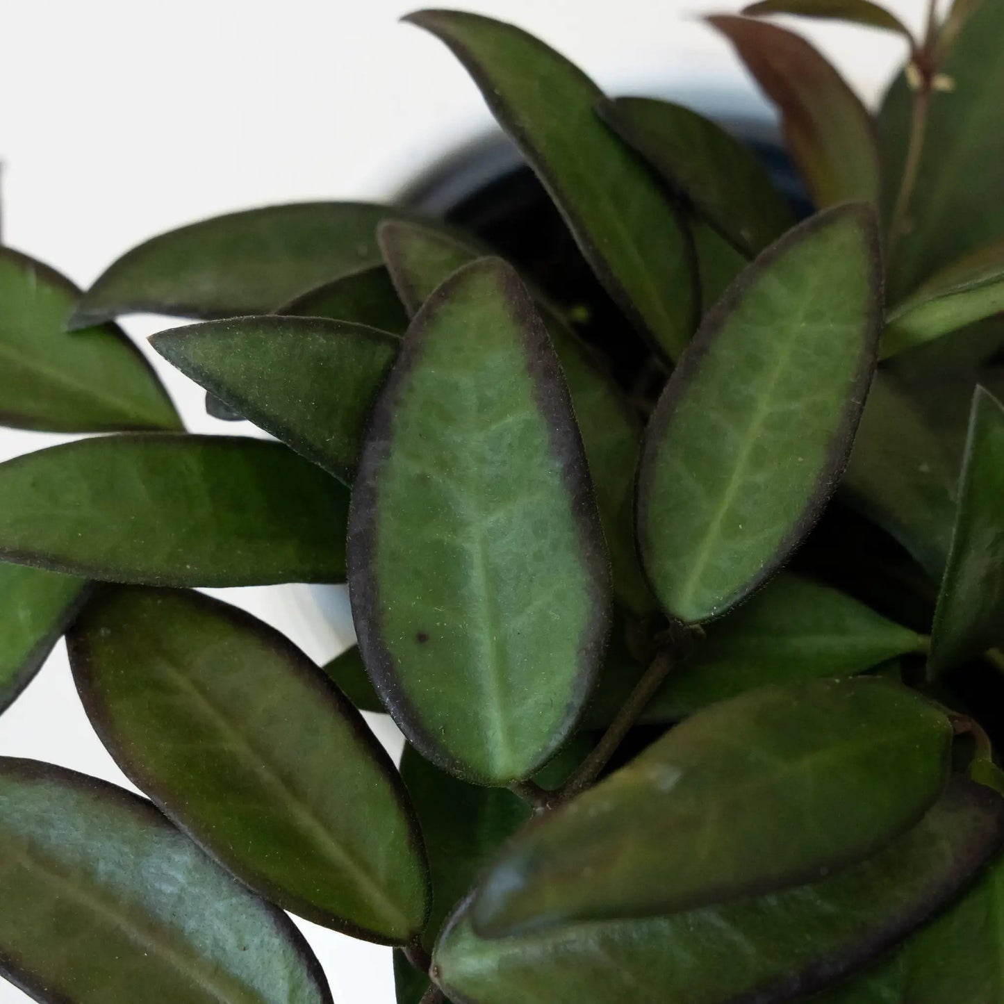 Endless Cascades Adrift Hoya trailing plant, dark green waxy leaves, potted houseplant, leafjoy on Tampa Home & Garden Store
