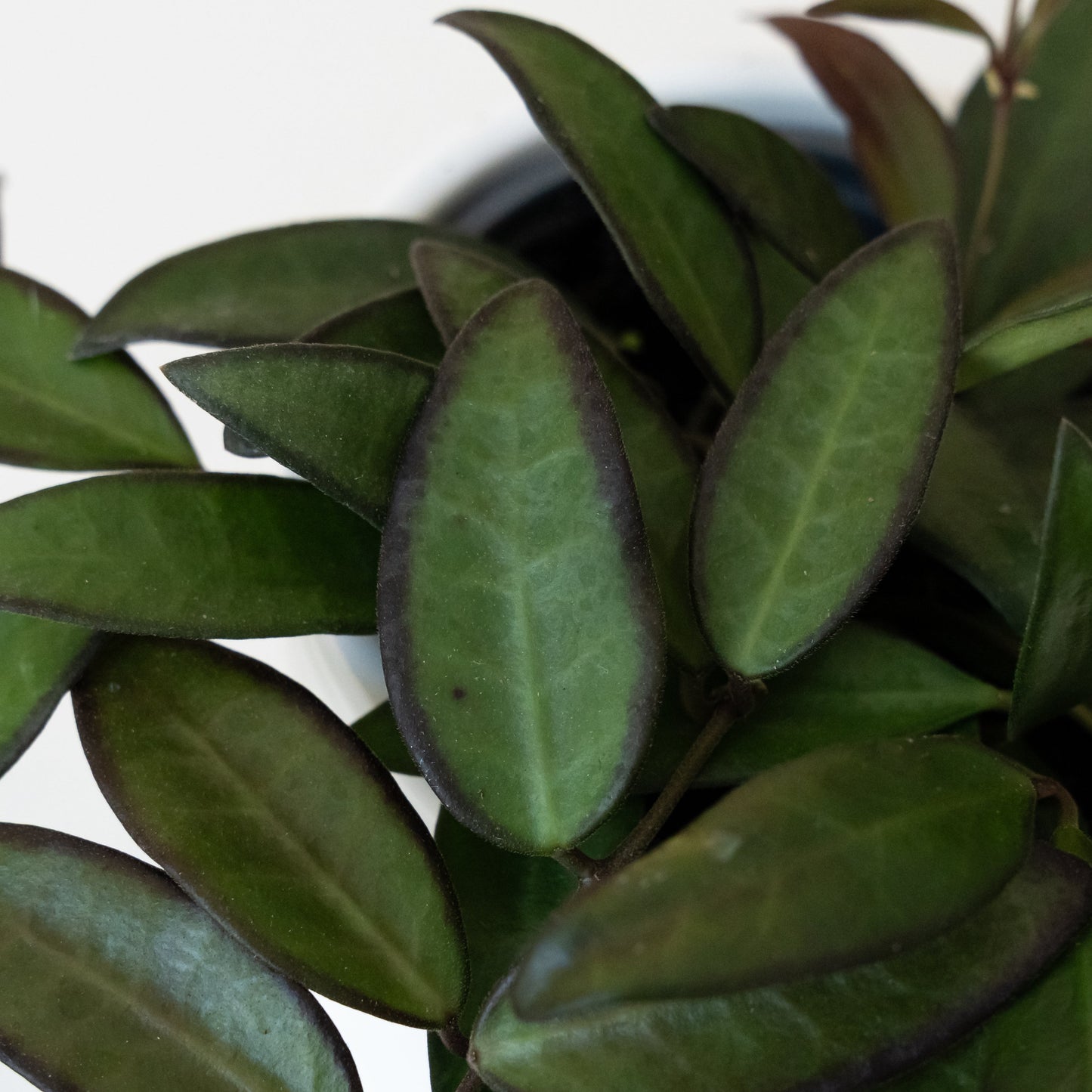 Endless Cascades® Adrift™ - Tampa Home & Garden Store