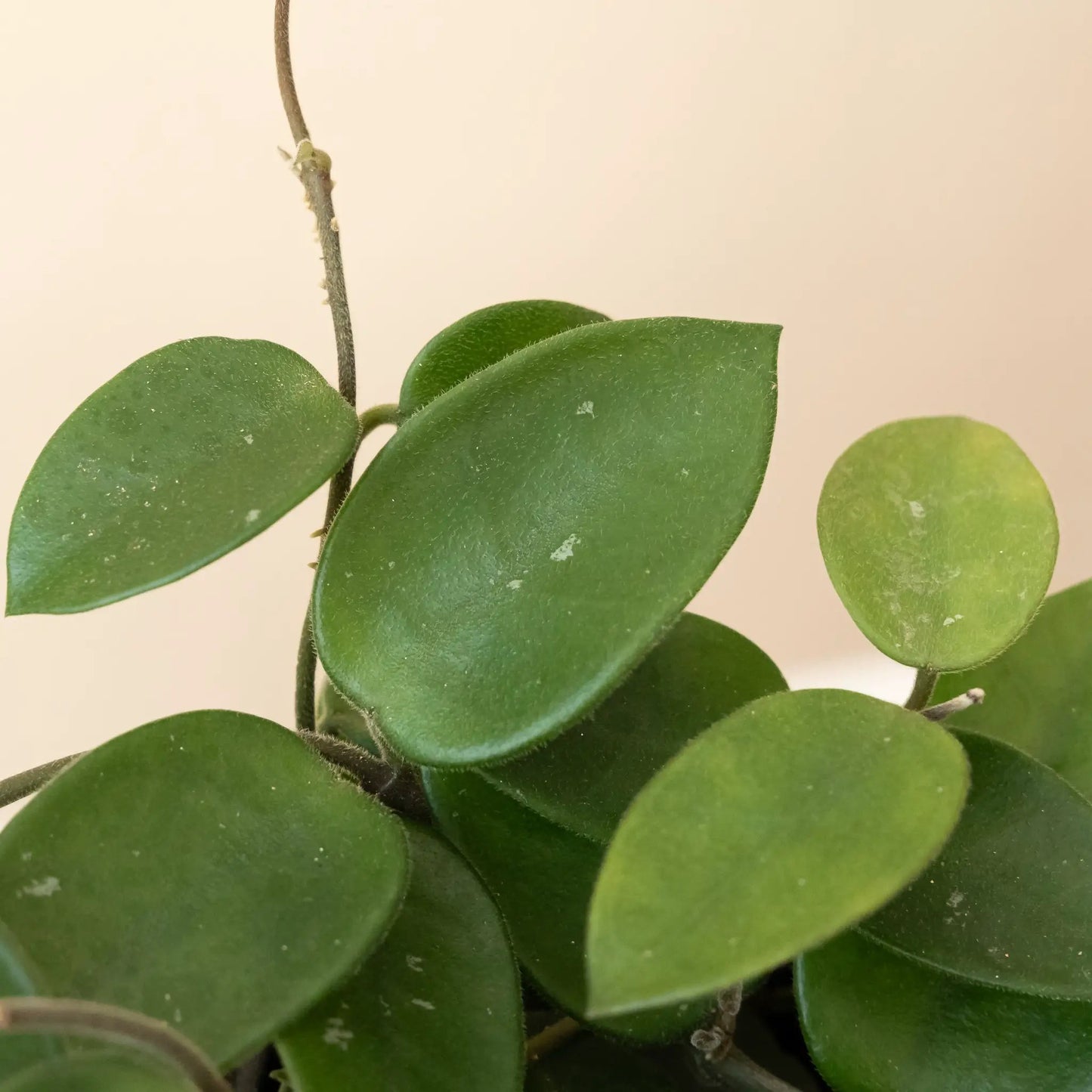 Endless Cascades Chouke Hoya plant hybrid, thick green leaves on a slim stem, potted on Tampa Home & Garden Store