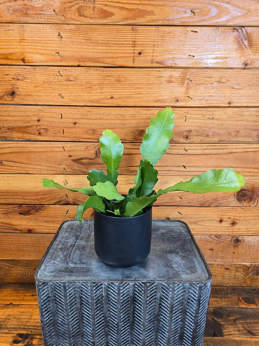 Beavertail Orchid Cactus Anguliger 4in in pot with green leaves The Plant Farm® houseplant on Tampa Home & Garden Store