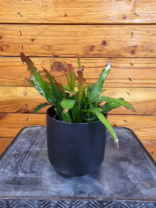 Epiphyllum Anguliger Fire Orchid Cactus plant, green leaves with burgundy edges, The Plant Farm on Tampa Home & Garden Store