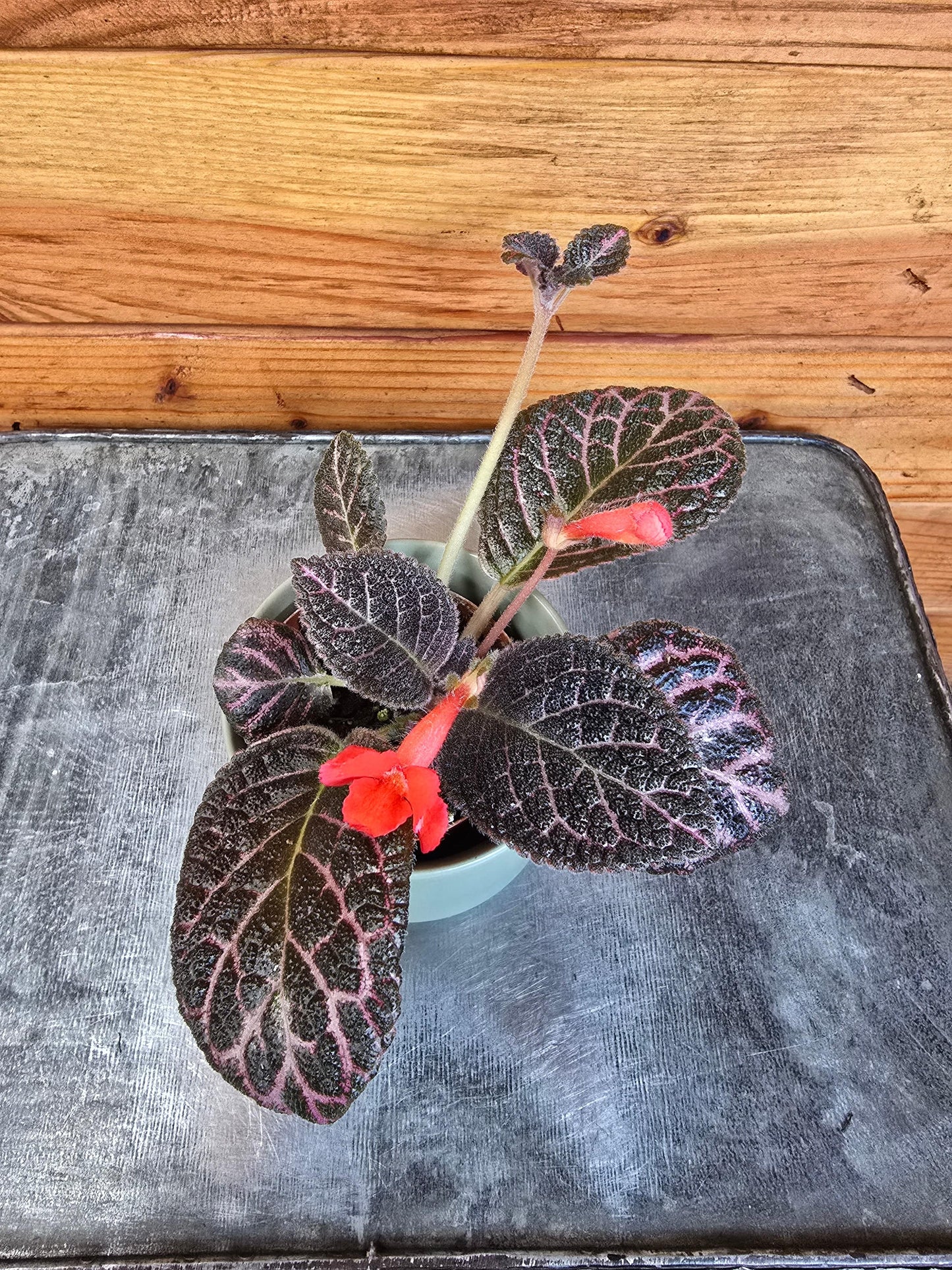 Episcia Cupreata Copper, 2" Plant - Tampa Home & Garden Store