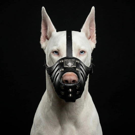 Bestia Eros Basket Muzzle All Black leather dog muzzle with metal rivets Bestia Dog Gear on Tampa Home & Garden Store