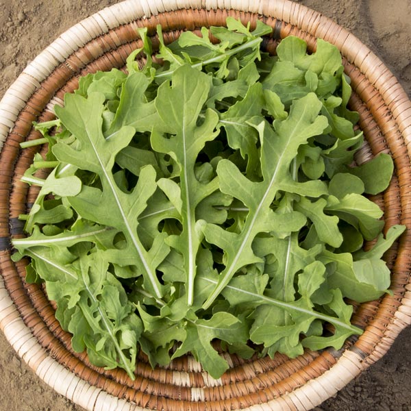 Esmee Arugula greens in a woven basket, vibrant green arugula leaves on Tampa Home & Garden Store