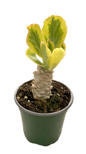 Euphorbia Poisonii 4-inch grower pot houseplant with yellow-green variegated leaves on Tampa Home & Garden Store
