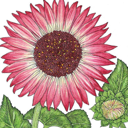 Evening Colors Sunflower Seeds (Organic) - Tampa Home & Garden Store