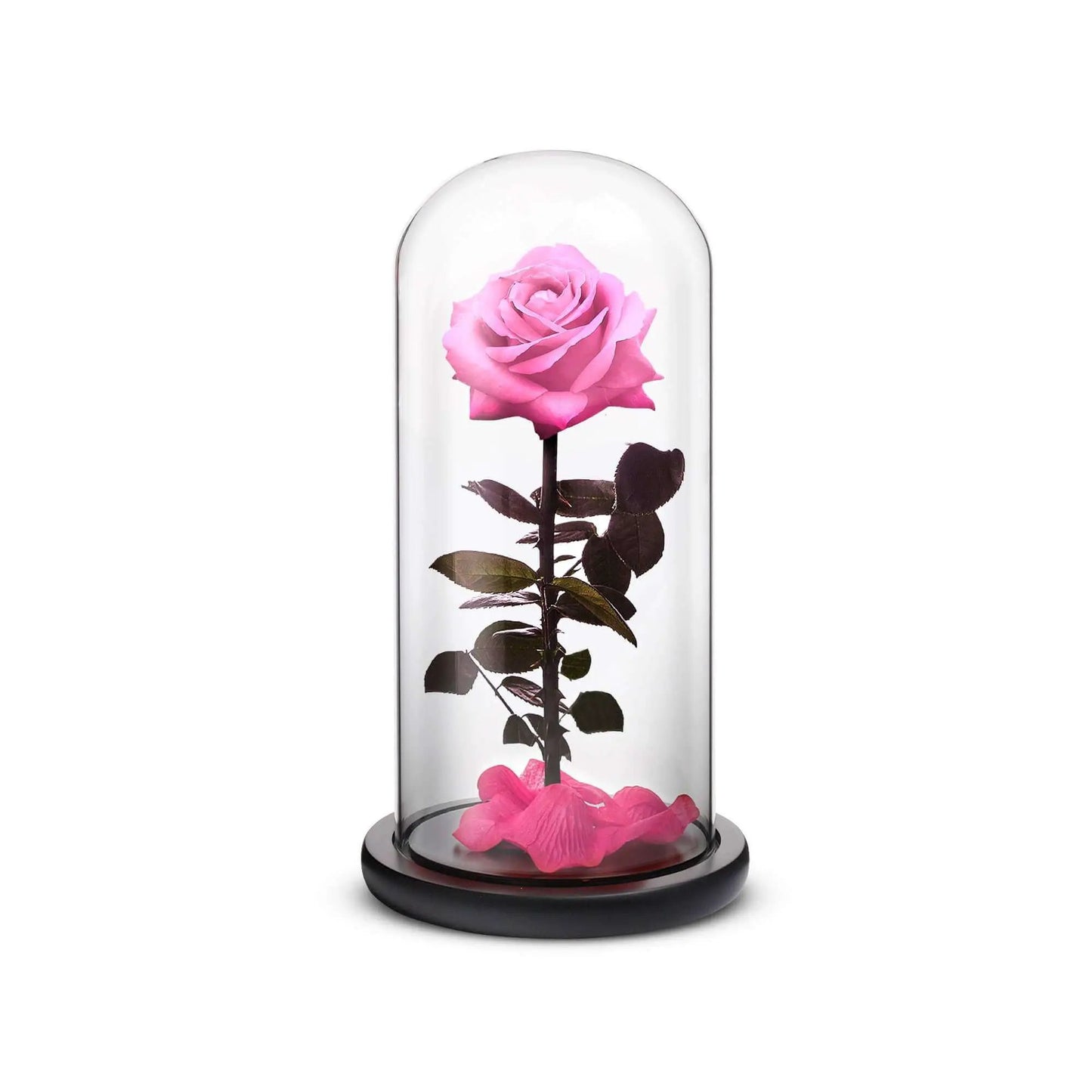 Everlasting pink rose under glass cloche on dark base ROSEPHORIA on Tampa Home & Garden Store