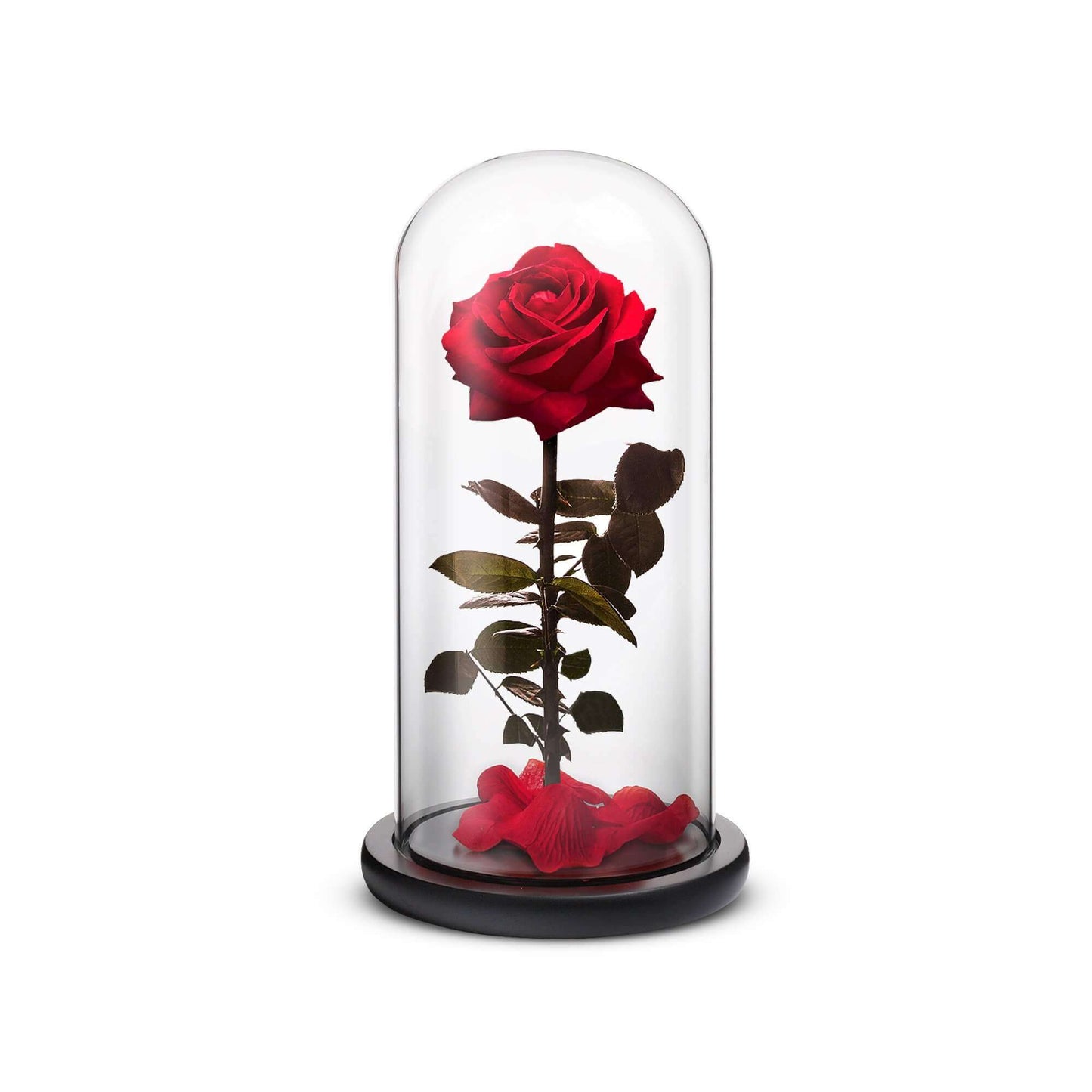 Everlasting Rose Red under glass dome on black pedestal by ROSEPHORIA on Tampa Home & Garden Store