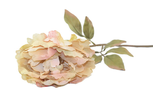 Everyday Longstem Dry Peony cream peach bloom, 30in artificial flower The Country Christmas Loft on Tampa Home & Garden Store
