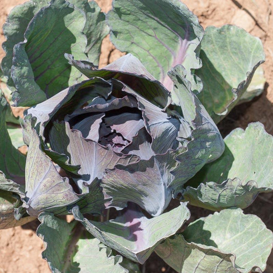 Express Red Cabbage Seeds (Organic) - Tampa Home & Garden Store