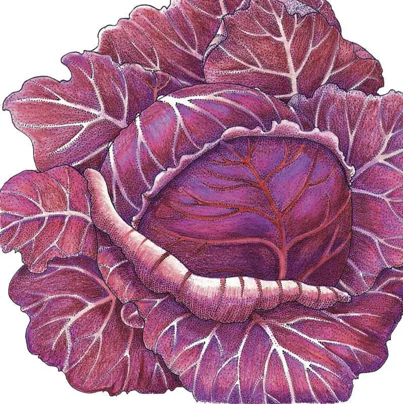 Express Red Cabbage Seeds Organic for Gardens purple-red cabbage head illustration on Tampa Home & Garden Store