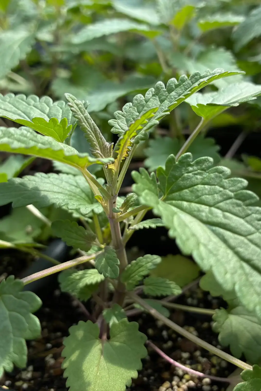 Dragon Balm Moldavian Balm herb plant with fuzzy grey leaves and purple stems Sow Exotic on Tampa Home & Garden Store
