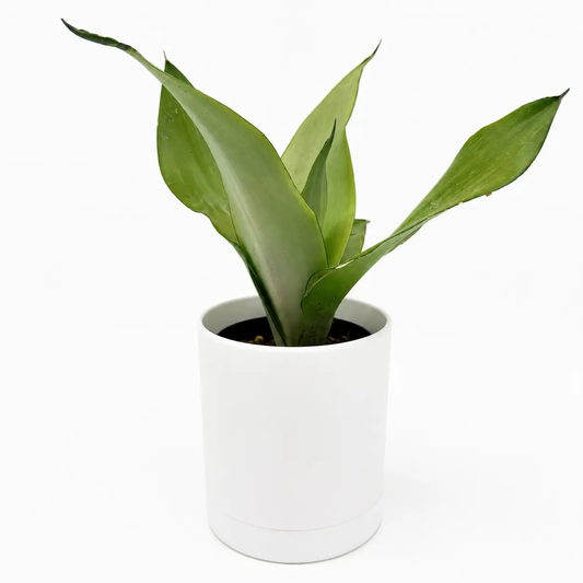 Moonshine Sansevieria snake plant in white pot with green upright leaves on Tampa Home & Garden Store