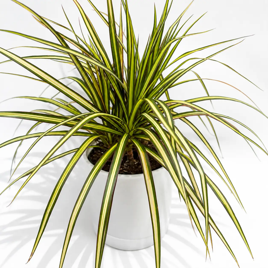 Dracaena Ray of Sunshine variegated plant with yellow-edged green leaves in white pot on Tampa Home & Garden Store