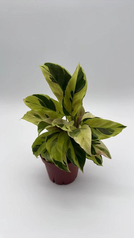 Calathea Yellow Fusion plant variegated green and yellow leaves in a pot on Tampa Home & Garden Store
