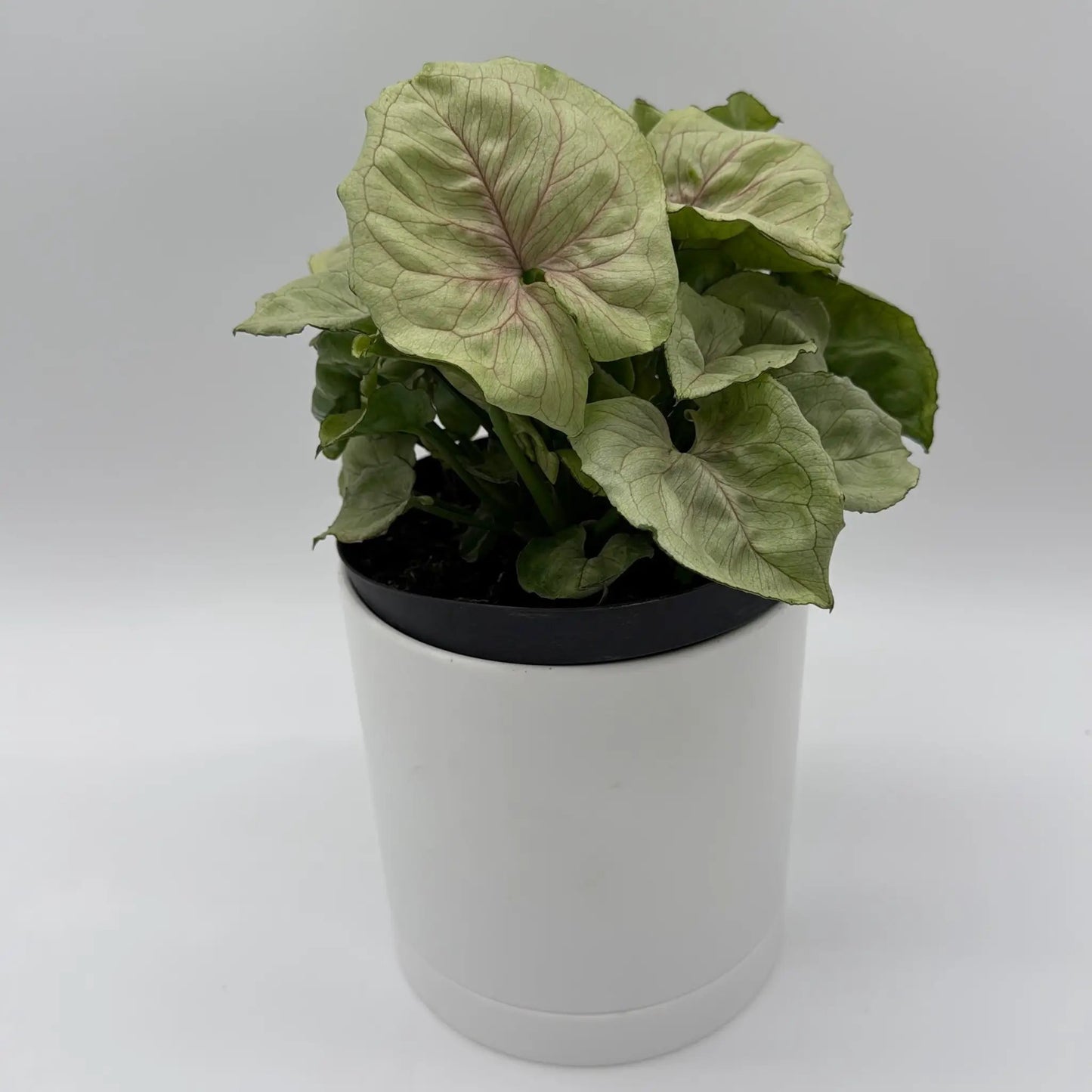 Syngonium Orn Thong Arrowhead Plant Golden Leaves in white pot with black rim on Tampa Home & Garden Store