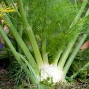 Sweet fennel herb plant with white bulb and feathery green fronds on Tampa Home & Garden Store