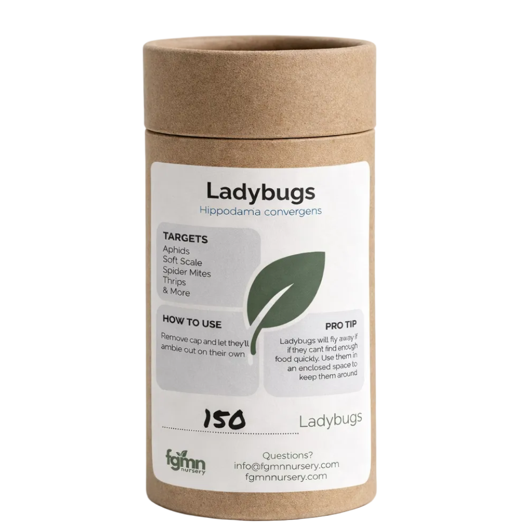 Container of ladybugs with a label on a white background