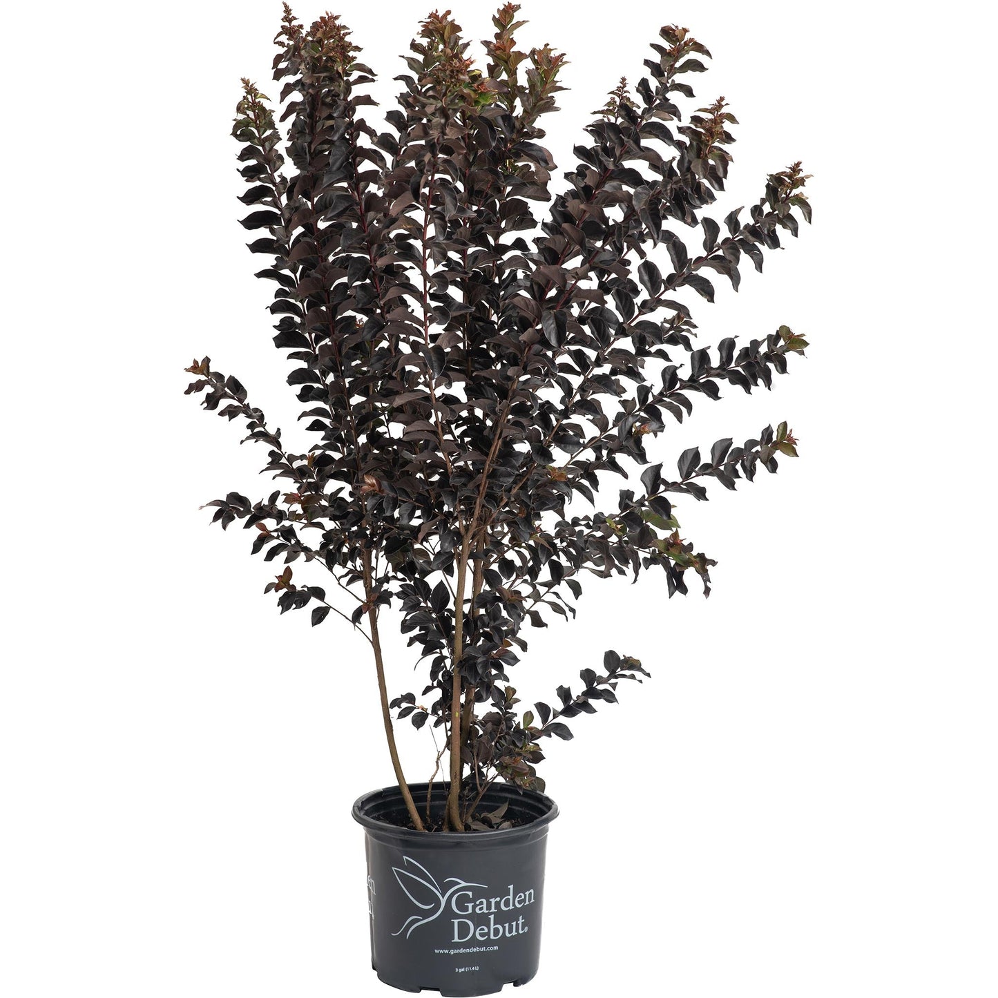 Thunderstruck Coral Boom Crape Myrtle plant in a black Garden Debut pot with dark purple foliage on Tampa Home & Garden Store