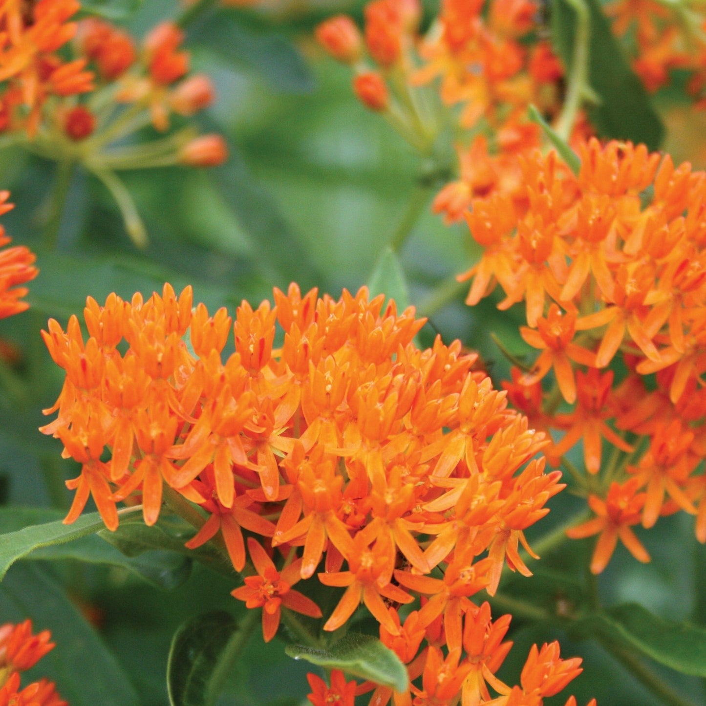 Butterfly Milkweed seeds orange bloom clusters Seedtime Store on Tampa Home & Garden Store