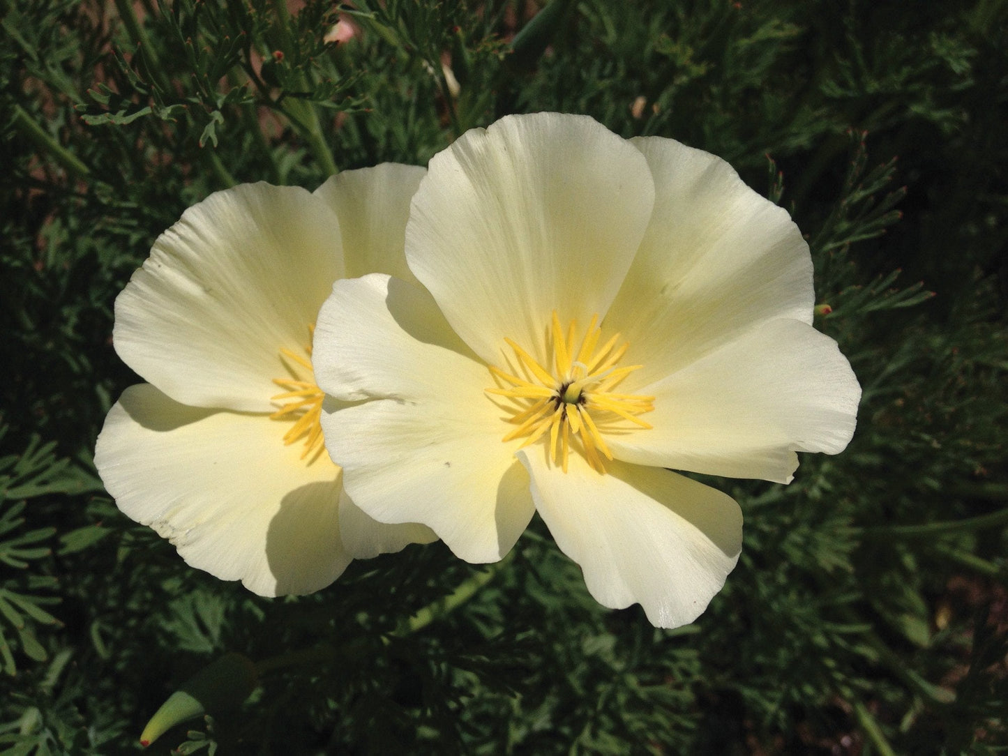 White Linen California Poppy flower close-up with cream petals and bright yellow stamens on Tampa Home & Garden Store