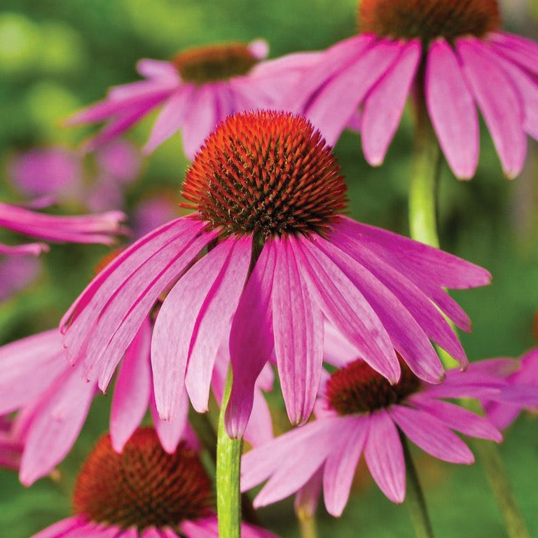 Purple Coneflower seeds, pink petals with orange-brown centers in bloom on Tampa Home & Garden Store