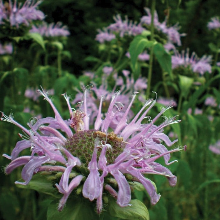 Wild Bergamot bee balm seeds with lavender-pink blooms in a garden bed on Tampa Home & Garden Store