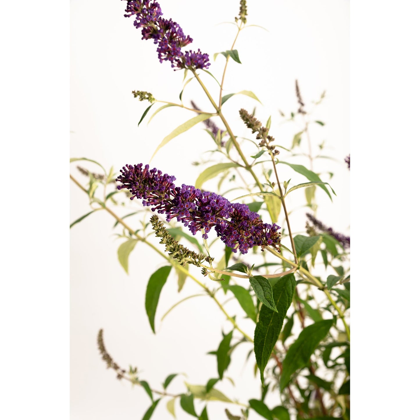 Black Knight Butterfly Bush plant with purple blooms and green leaves Live Good Logistics on Tampa Home & Garden Store