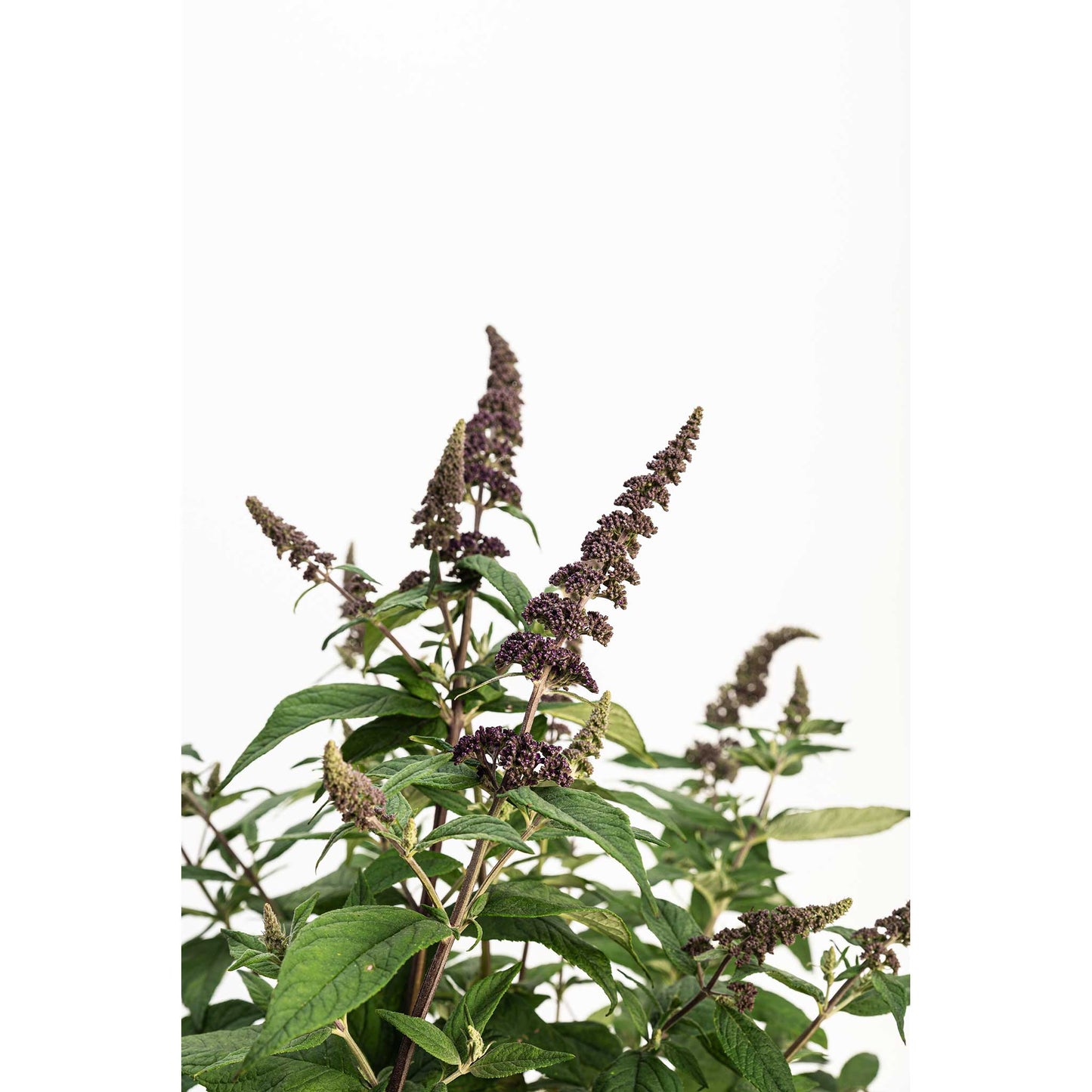 Blueberry Pie Butterfly Bush plant with purple flower spikes and lush green leaves on Tampa Home & Garden Store