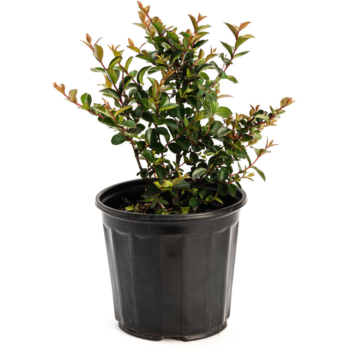 Bellini Grape Crape Myrtle plant in a black pot with green leaves and red-new growth on Tampa Home & Garden Store
