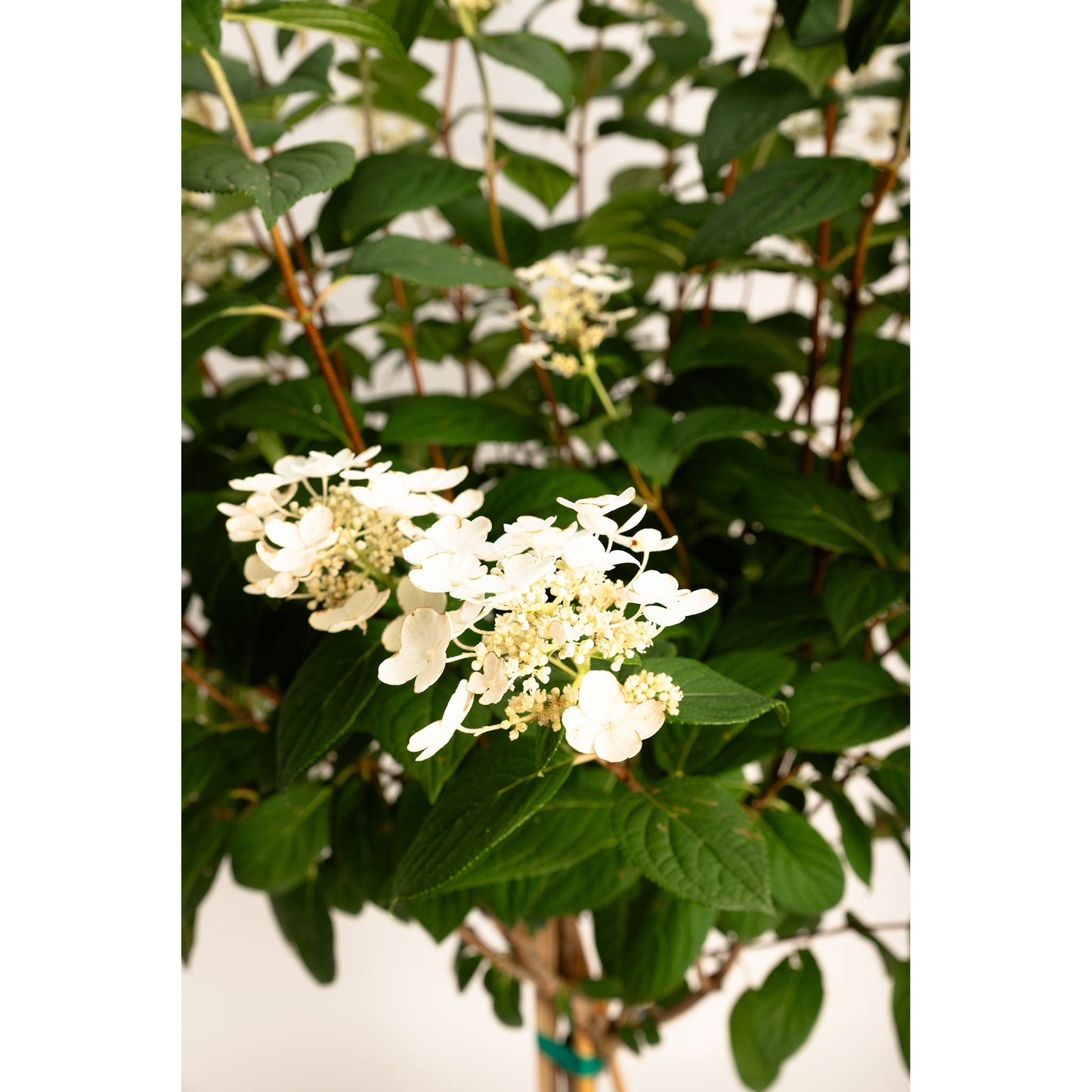Quick Fire Hydrangea Tree plant with white blossoms and dark green leaves on Tampa Home & Garden Store