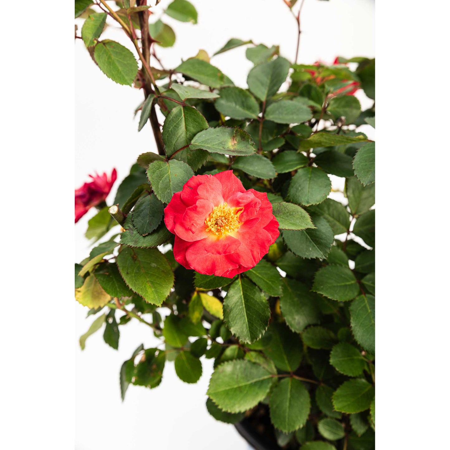 Cinnamon Hearts Rose plant with red bloom and yellow center, serrated green leaves on Tampa Home & Garden Store