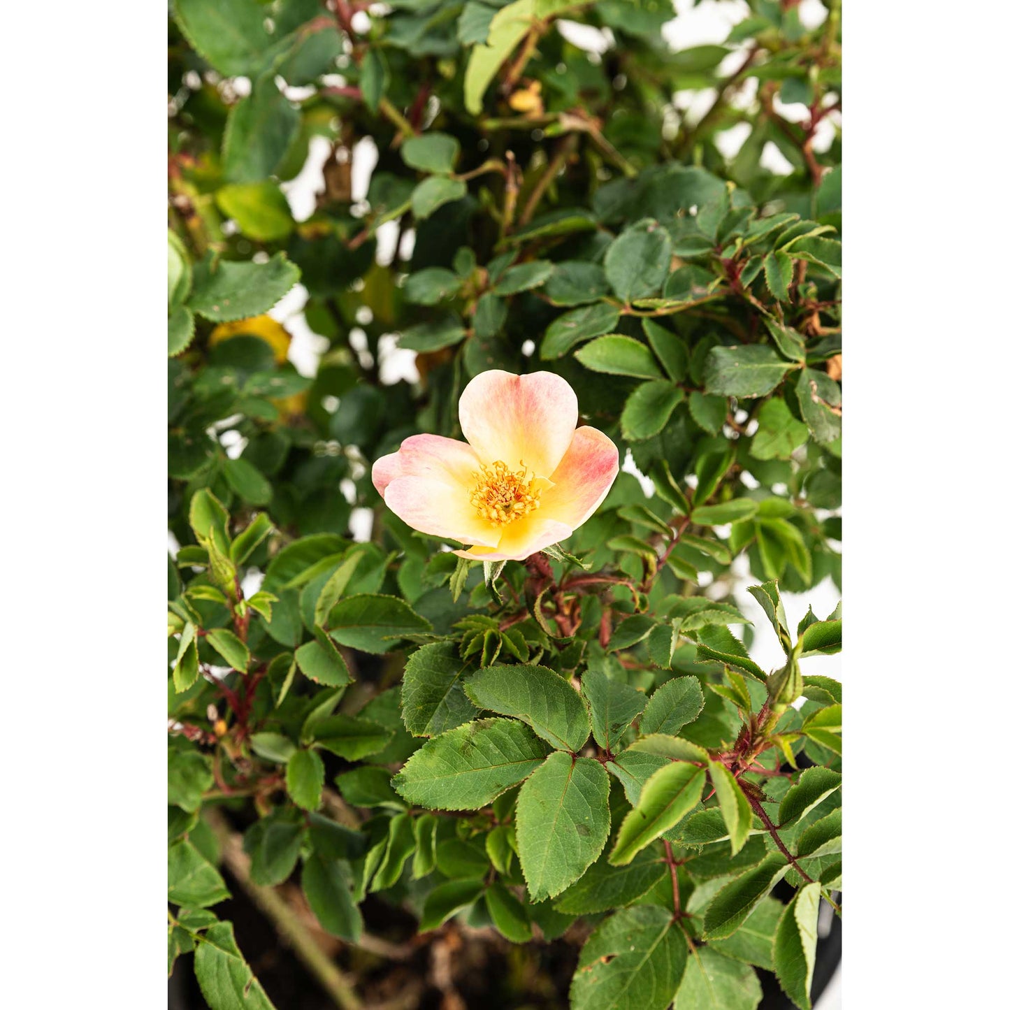 The Champion Sunblush Rose plant by Live Good Logistics, peach-pink bloom and green leaves on Tampa Home & Garden Store