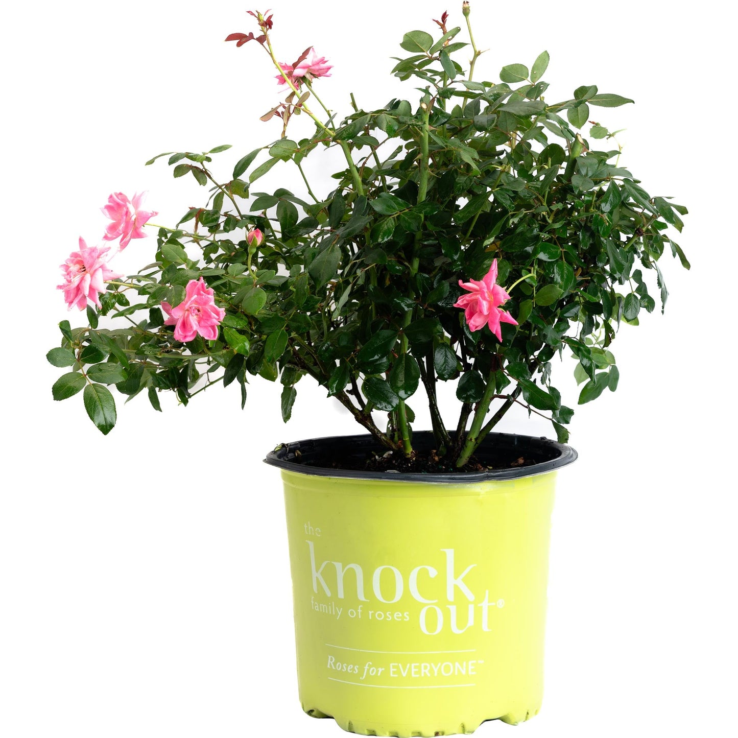 Pink Double Knock Out Rose plant with pink blooms and glossy green leaves in lime green pot on Tampa Home & Garden Store