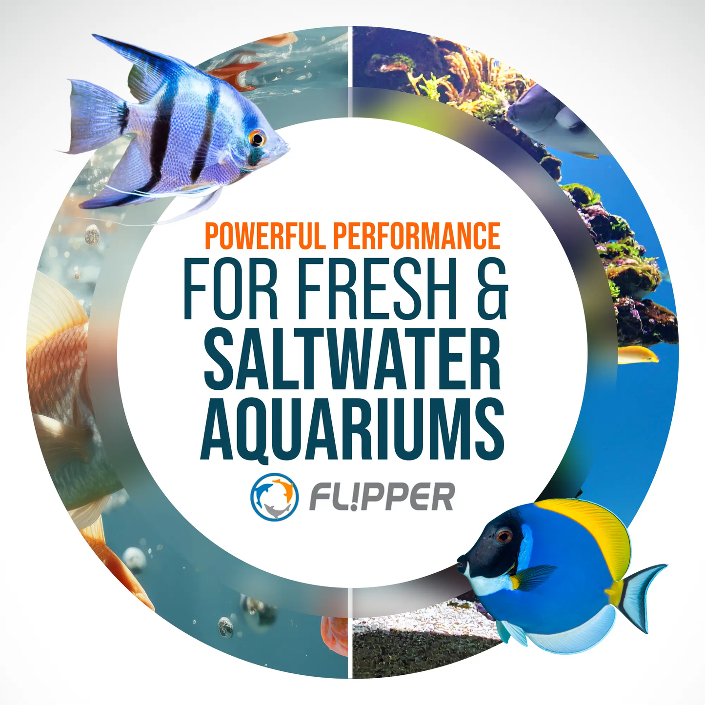 Flipper Pico Black 2-in-1 Aquarium Magnet Cleaner scrubbing magnet with fish artwork on Tampa Home & Garden Store