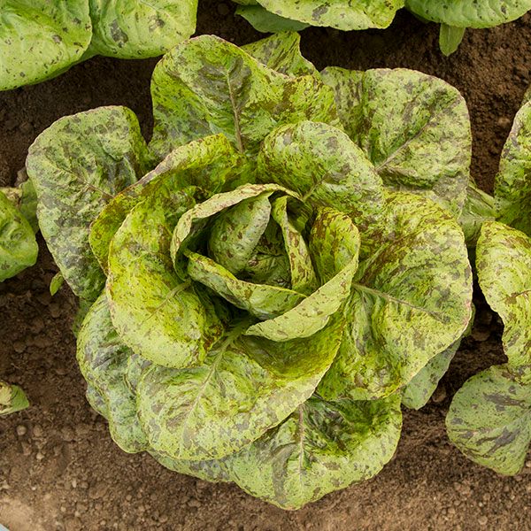 Freckles Lettuce head with mottled variegated green leaves in soil rosette on Tampa Home & Garden Store