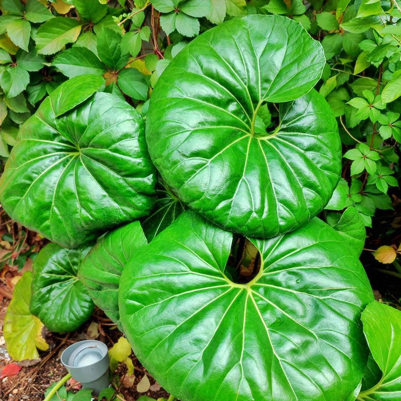 Farfugium Japonicum Gigantea - Tampa Home & Garden Store