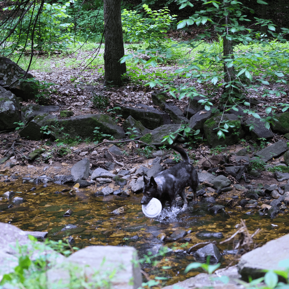 Dog frisbee Farm To Pet Will Fetch for Chicken Chips, white disc in shallow rocky creek on Tampa Home & Garden Store
