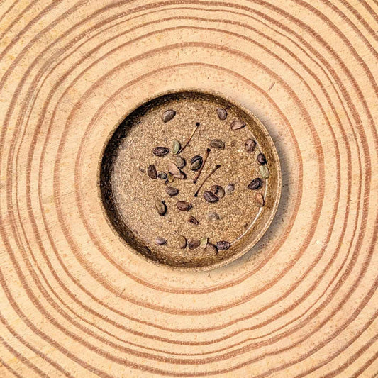 Fatsia Japonica 'Japanese Aralia' Seeds - Tampa Home & Garden Store