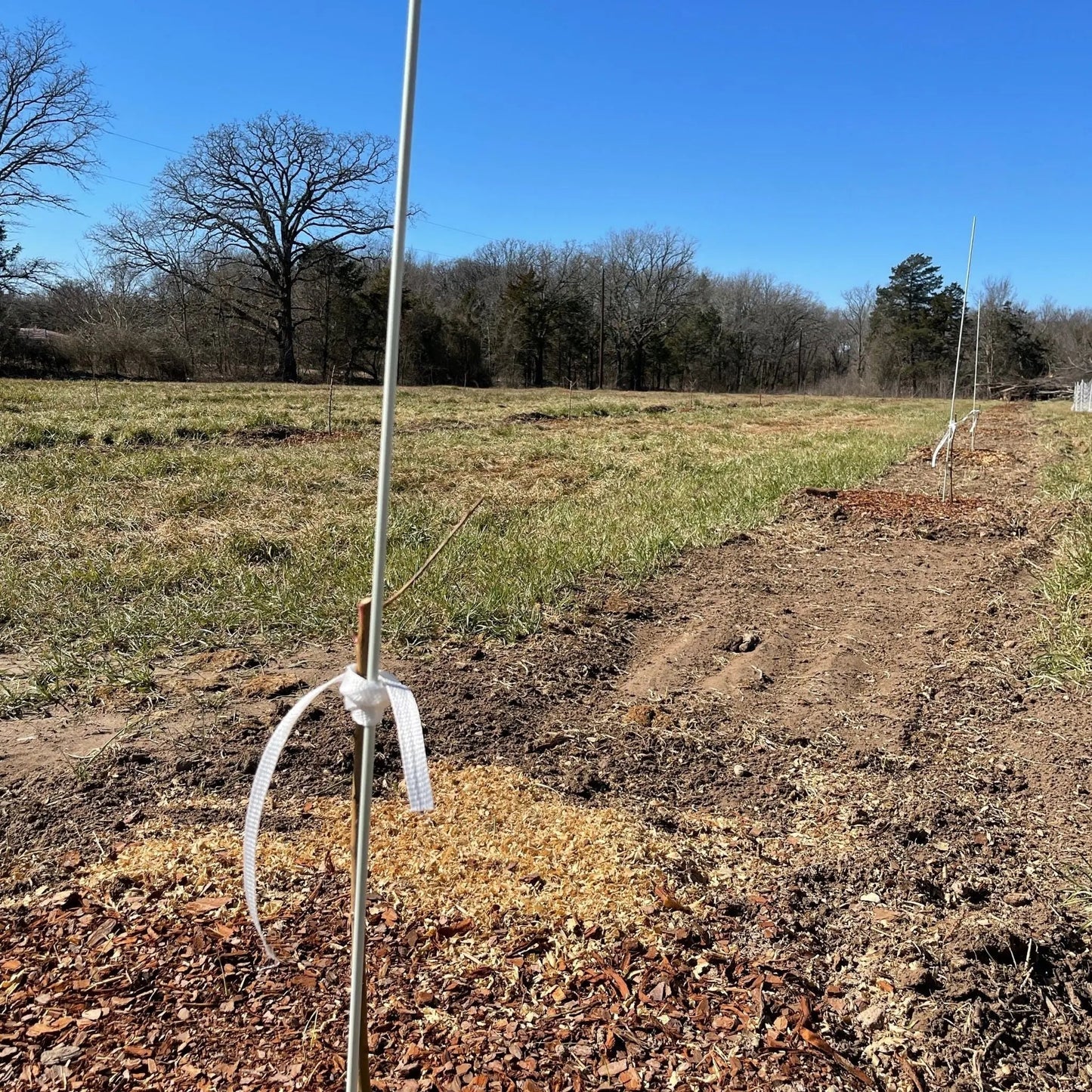 Plant Support Poles - Tampa soil911.com