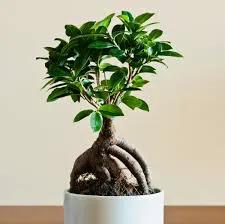 Ficus Ginseng Bonsai plant with exposed roots in white pot, green glossy leaves on Tampa Home & Garden Store
