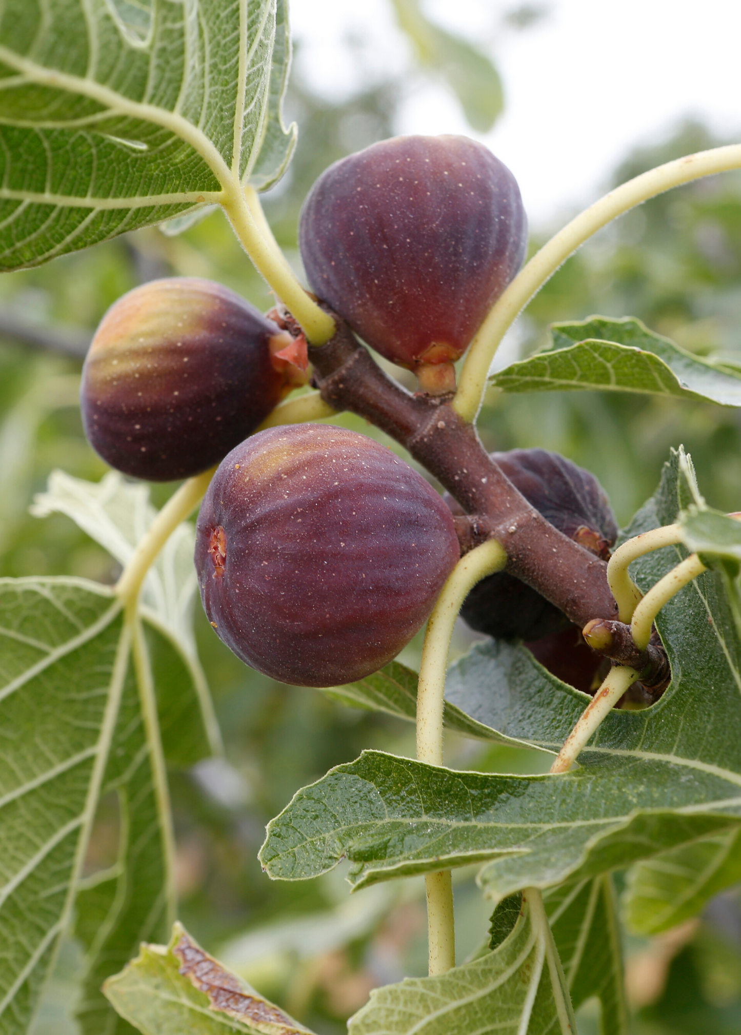 Fig 'Olympian' (Ficus carica) - Tampa Home & Garden Store