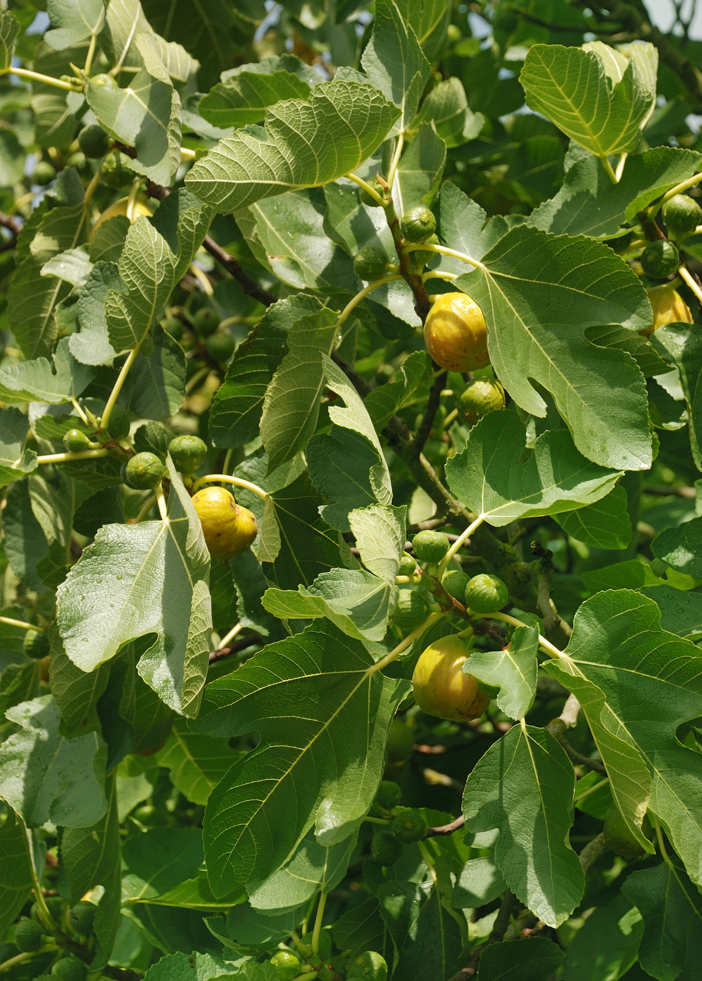 Fig 'Yellow Long Neck' (Ficus carica) - Tampa Home & Garden Store