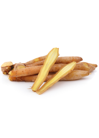 Finger Root plant Boesenbergia rotunda rhizomes with yellow fingers, garden herb Sow Exotic on Tampa Home & Garden Store