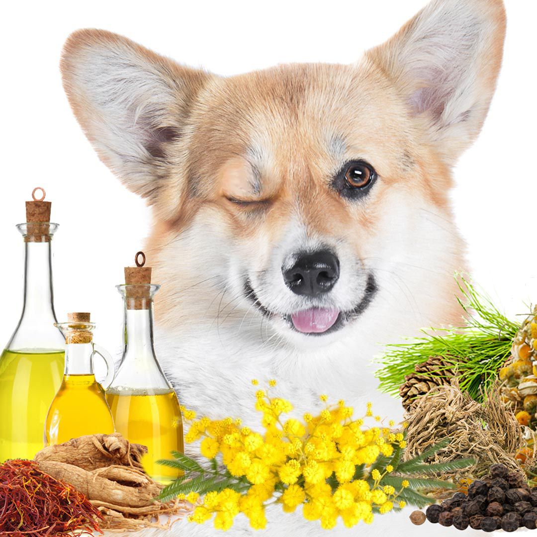 First Sniff Dog Cologne - Your First Sniff Stays on My Mind - Tampa Home & Garden Store