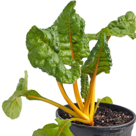 Five Color Silverbeet Chard Seeds (Organic) - Tampa Home & Garden Store