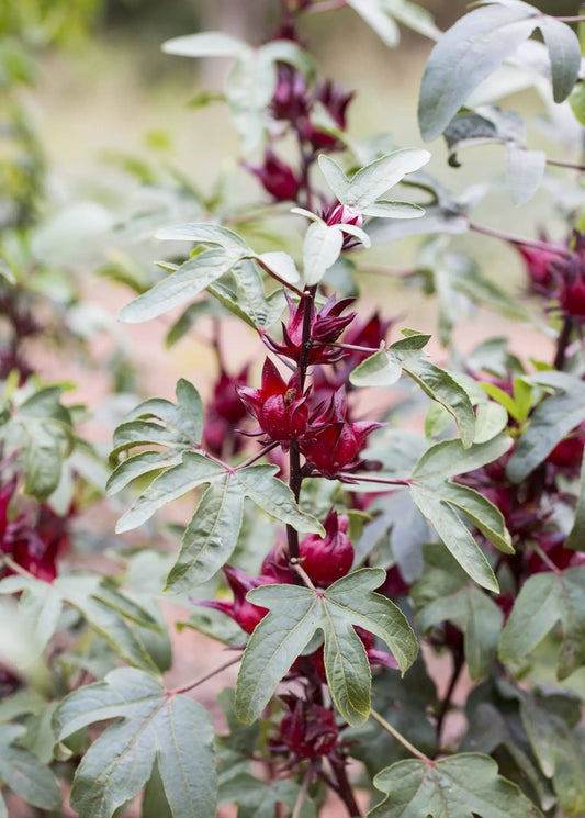 Florida cranberry hibiscus sabdariffa fruiting plant with deep red calyces and gray-green leaves on Tampa Home & Garden Store